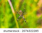 Wasp Spider Argiope Bruennichi...