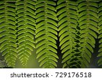 little green leaves with leaf... | Shutterstock . vector #729176518