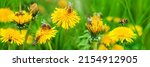 Small photo of bees pollinates a yellow dandelion against a background of green grass. blooming yellow flower close-up with a bee. summer nature on the field. a bee makes honey on a flower. nectar bee. banner format