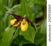 Small photo of Cypripedium calceolus Orchid with Raindrops