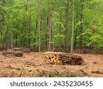 forestry, forest work, timber industry, timber harvesting, tree felling, forestry machinery, timber skidding, forest roads, timber removal, forest tractor, stacks, forest saws