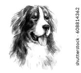 Bernese Mountain Dog. Graphic...