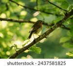 Small photo of Roosted gladly on a slim tree limb, the European Robin Bird radiates a quality of class and appeal. Its lively orange-red bosom, differentiated against the profound brown of its wings and back, makes