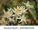 Small photo of eldelweiss famous mountain flower due to its rarity