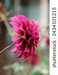 Small photo of Nowadays, Dahlia was widely used even in economical purpose: in landscaping, in floristry as a cut flower, for the pharmaceutical industry, cosmetic, food and as raw material for the extraction of day