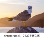 Small photo of A bird on the roc during the sunset in Italia