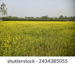 Mustard field in a rural area...