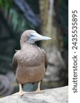 Small photo of Full profile of brown footed booby bird