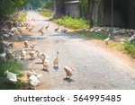 Ducks Walking On The Street.