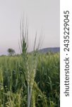 Small photo of Common wheat, barley, triticale, tarai organic farm