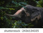 Small photo of Elephants tend to prefer young leaves because they are more tender and easier to digest compared to older, tougher leaves. Young leaves also often contain higher nutrient content.