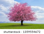 Flowering tree of Japanese sakura in spring. One tree on green meadow.Single or isolated cherry tree on the horizon. Landscape, scenery or countryside in spring time with green grass in the field.