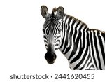 Zebra animal isolated on white...