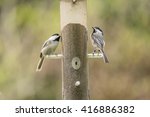 Two Black Capped Chickadees At...