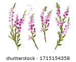 Branch Of Heather With Purple...