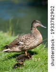 Mallard Duck With Ducklings By...