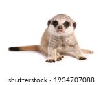 Baby Meerkat in a studio isolated on a white background