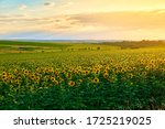 Agricultural Field With Yellow...