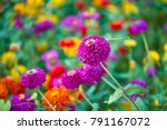 Colorful Zinnia Flowers...