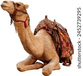 Camel in png can be used for...