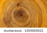 Old Wooden Oak Tree Cut Surface....