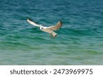 A majestic seagull glides...
