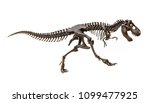 Fossil skeleton of dinosaur...