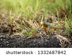 Small photo of Compsognathus or Compy is dinosaur theropod carnivorous in genus of smallest in the world on the ground in the jungle.