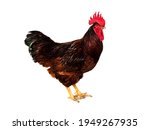Rhode Island Red Rooster...
