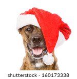 Large Dog In Red Christmas...