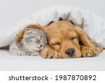 Cute Kitten Sleeps Under Ear Of ...