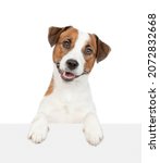 Jack Russell Terrier Puppy...