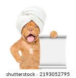 Small photo of Funny Mastiff puppy with towel on it head shows empty list. isolated on white background