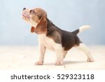 Small Cute Beagle Puppy Dog...