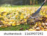Rake with fallen leaves at...