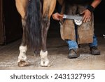 Small photo of Farrier rasping and filing down a horse hoof before fitting and nailing new horseshoe. Blacksmith working in stable