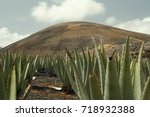 Aloe Vera Plants  Eco Farm  On...