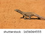The Large Lizard Walks On The...