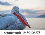 Dalmatian pelican in lake...
