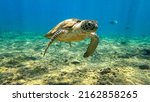 Small photo of Hawksbill turtle in blue tropical water.