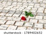 A Red Rose Left On Memorial In...