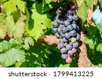 Red Wine Grapes Ready For...