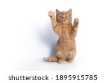A small red cat stands on its hind legs and waves its paw isolated on a white background.