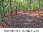 Small photo of A track through the colourful Autumn woodlands thin and twisty moss covered trees