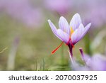 Saffron plant on ground, Crocus sativus flowers field,  closeup view. Harvest collection season in Kozani Greece