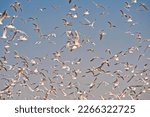 Flock of seagulls, birds fly in blue sky above garbage dump.