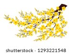 Branch Of Yellow Apricot Flower ...