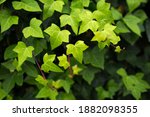 Hedera helix vine leafs in sunlight