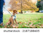 Small photo of Dog sitting in autumn leaves in park. Happy puppy walking, hiking on leash. Woman and pet have fun, enjoying fall season and sunny warm weather. Outdoor activities in new normal, post-pandemic covid