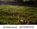 Small photo of dandelions green fealty background
